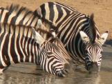 Bergzebras